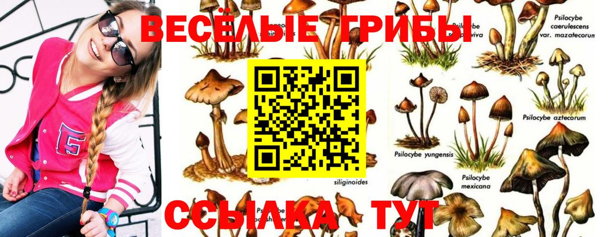 Домодедово  Псилоцибиновые грибы Cubensis  Вход с VPN 